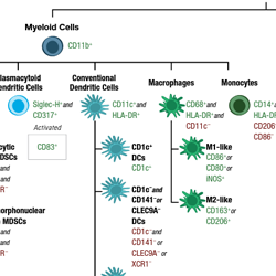 用于 IHC 的人免疫细胞标记物指南 - 缩略图 (1)
