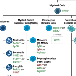 用于流式细胞术的小鼠免疫细胞标记物指南-缩略图 (2)