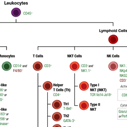 用于 IHC 的小鼠免疫细胞标志物指南 - 缩略图 (1)