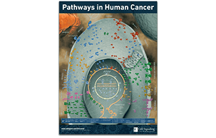 pathways-in-human-cancer-1