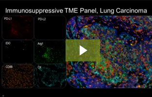 骨髓免疫抑制的机制：使用单次和多重 IHC 对 TME 进行功能性表征